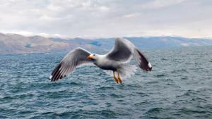 Նյութի նկարը