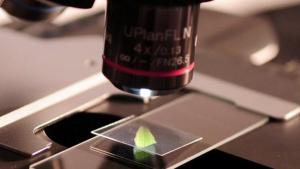 Նյութի նկարը